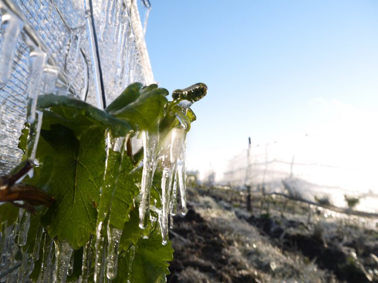 la-indicacion-geografica-mas-austral-del-mundo-esta-en-chubut,-¿como-son-sus-vinos?