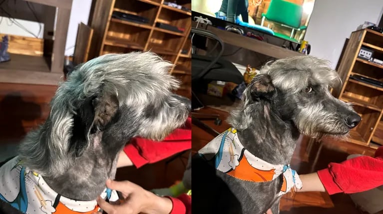 llevo-a-su-perro-al-veterinario,-pidio-que-le-hagan-un-corte-de-pelo-y-el-resultado-exploto-en-twitter