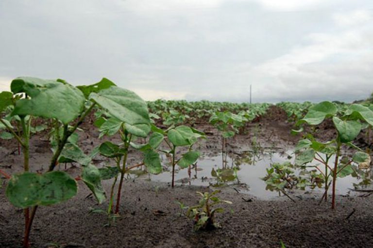 las-lluvias-de-noviembre-auspician-una-campana-de-soja-que-puede-ser-superadora