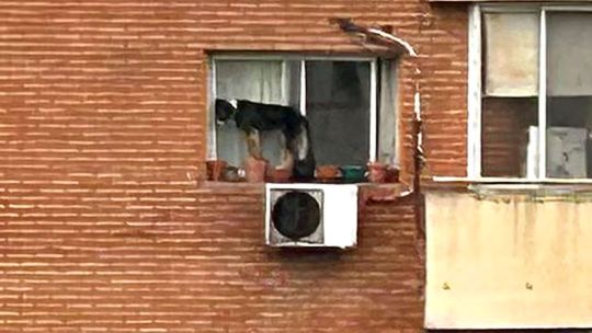 video:-una-mujer-dejo-a-su-perro-al-borde-de-la-ventana-de-un-sexto-piso-y-tuvo-que-ir-la-policia