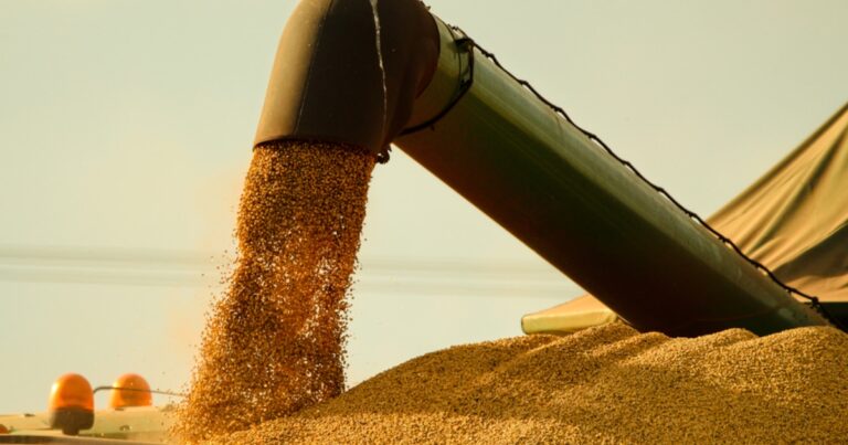 Exportaciones, demanda interna, poroto, harina, aceite, biodiesel: cuál es el destino de toda la soja que produce y procesa la Argentina