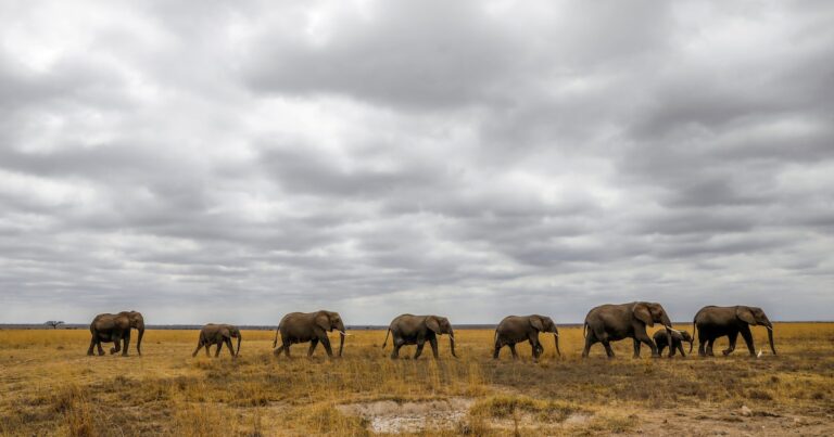 Cómo la transformación de las sabanas en África cambió para siempre la evolución de los antepasados
