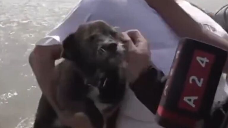 Un hombre en Bahía Blanca le puso ‘Feinmann’ a su perro y Novaresio reaccionó: «Es más lindo que…»