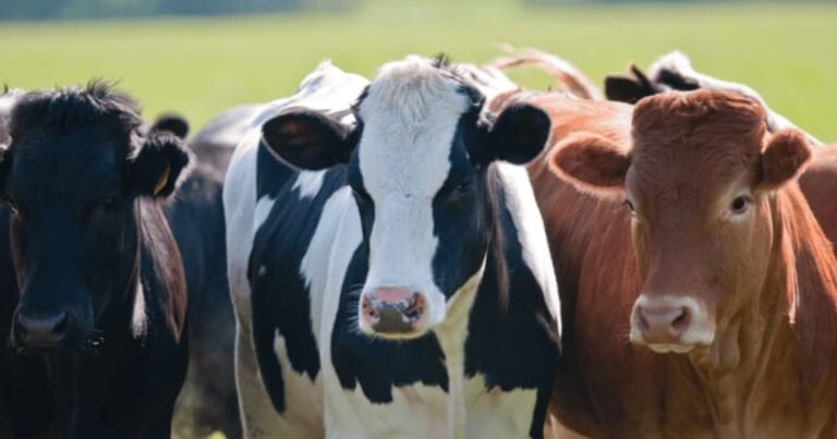 Animales vivos. No al decreto 133/2025