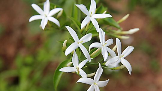 La planta que crece en otoño, es fácil de cuidar y perfuma todo el jardín