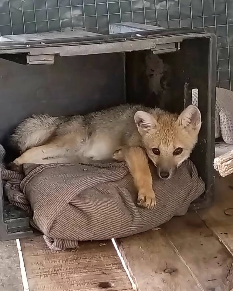 Lastimado, apareció en una estación de servicio de la costa y se llevaron una sorpresa cuando lo rescataron: Ladraba como un perro