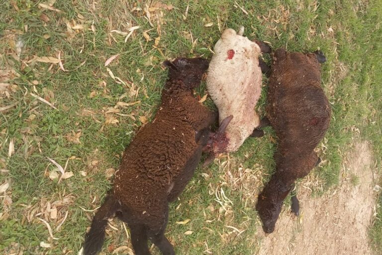 Los ataques han vuelto: preocupación por jaurías de perros que matan vacas y terneros