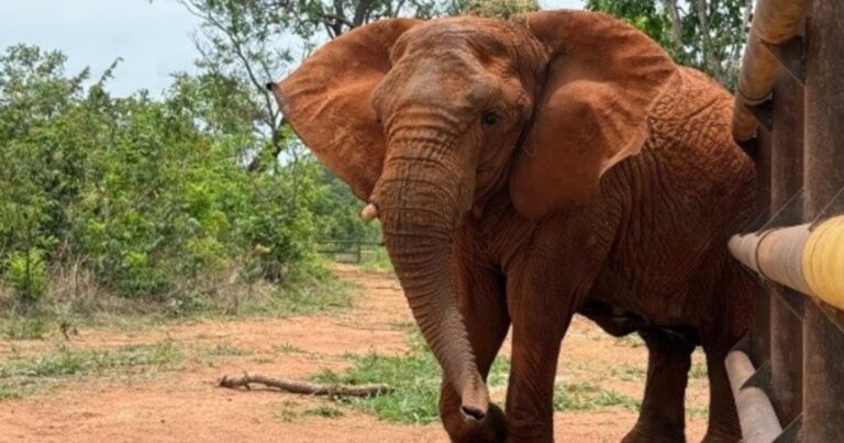 Qué dice el informe preliminar sobre la muerte de Kenya, la última elefanta que vivió en cautiverio en la Argentina