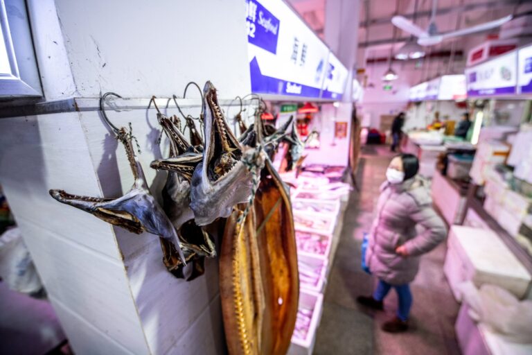 Murciélagos infectados o fuga de laboratorio. El enigma del Covid-19 y las teorías conspirativas que no desaparecen