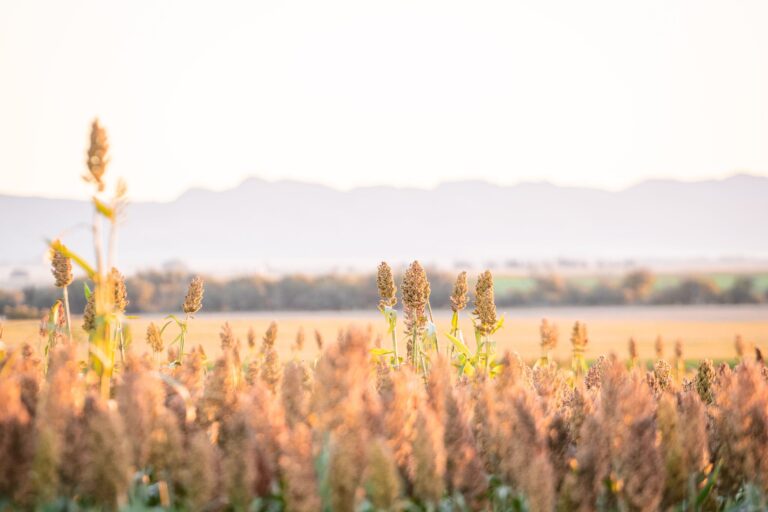 Expoagro 2026: la industria semillera llega con nuevos híbridos, variedades y tecnologías para mejorar el rendimiento