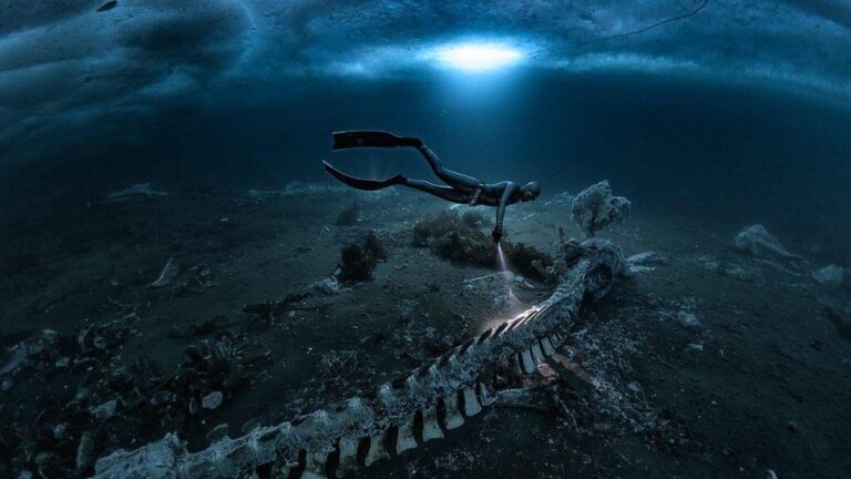 Hay huesos por todas partes: los cementerios de ballenas que transforman las profundidades del mar