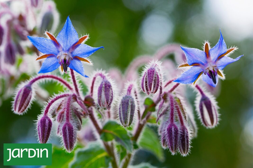 Planta de borraja con sus características flores azules en una huerta.