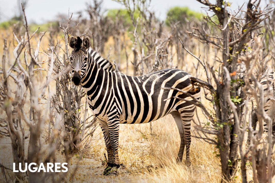 Vista aérea del delta del Okavango en Botswana con manadas de animales salvajes