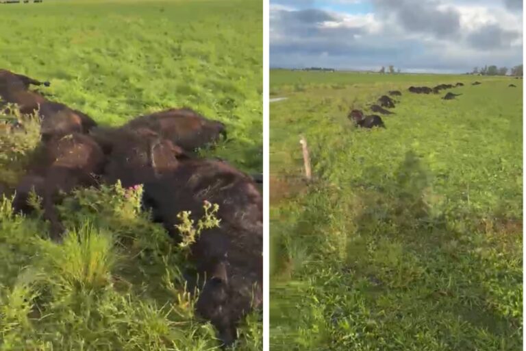 Terneros muertos en campo de General La Madrid por caída de centella