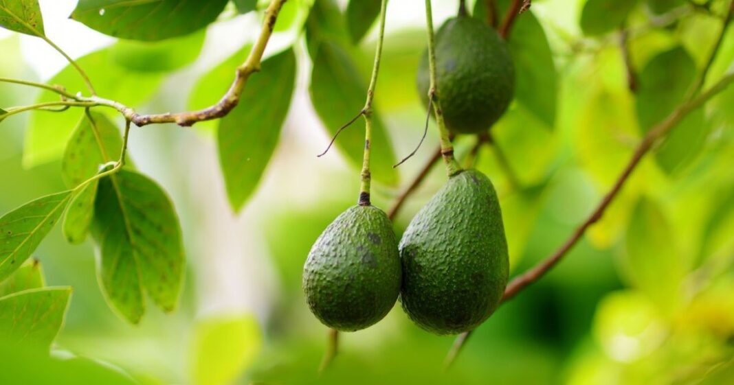 Árbol de aguacate en maceta con hojas verdes y frutos