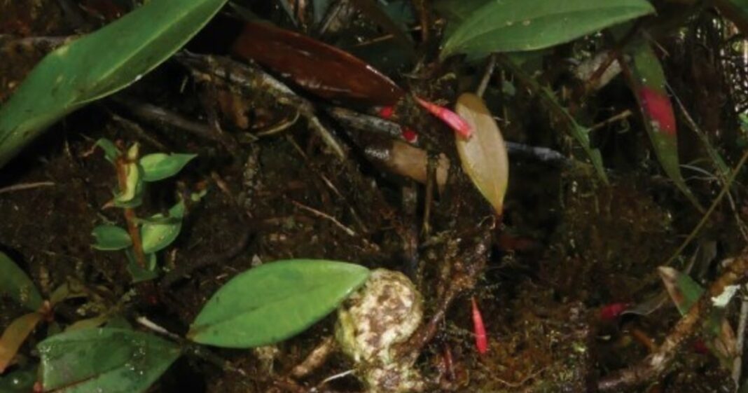 Ilustración o fotografía de la Thibaudia shagmiana, un arbusto con flores tubulares de color magenta a escarlata, creciendo sobre la rama de un árbol en un bosque nublado.
