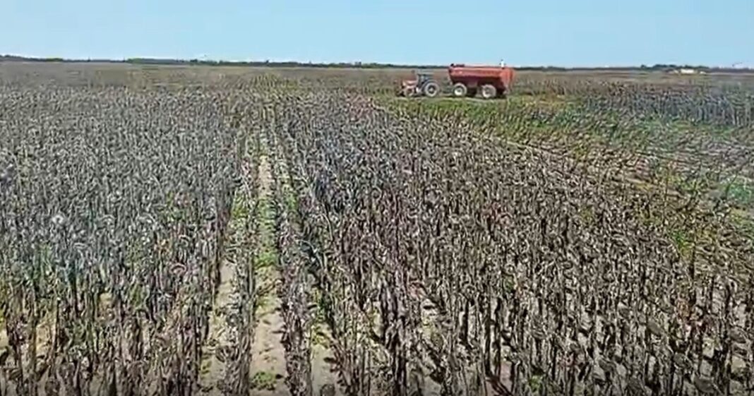 Campo de girasoles en flor en la Argentina, representando el crecimiento del cultivo.