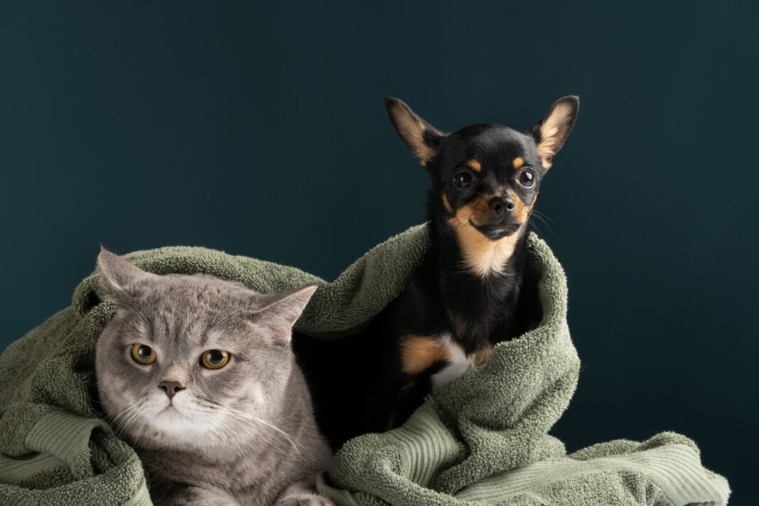 Ilustración de una persona con un perro y un gato, representando el crédito fiscal para mascotas.