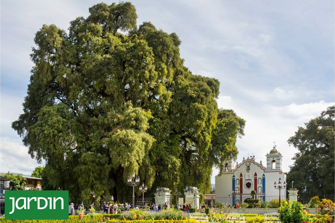 Árbol del Tule en Oaxaca, México, el de tronco más ancho del mundo