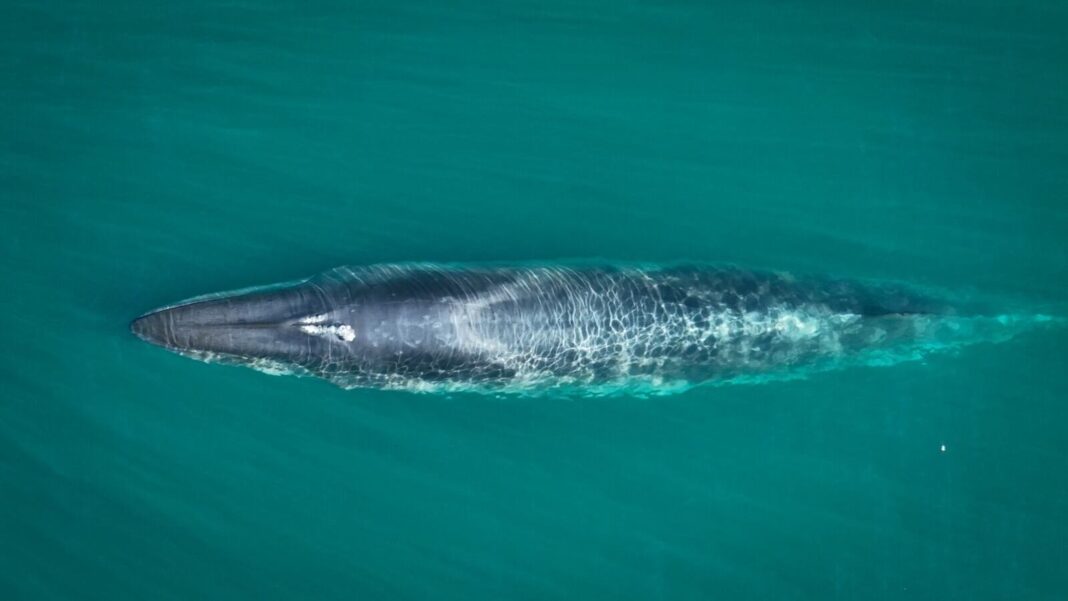 Ballena azul emergiendo en el Golfo San Jorge, Comodoro Rivadavia