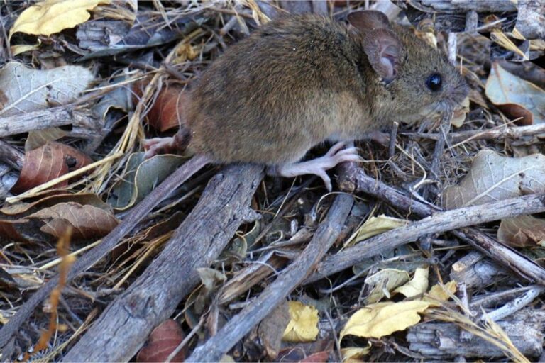 Ilustración del virus hantavirus con foco en la cepa Andes