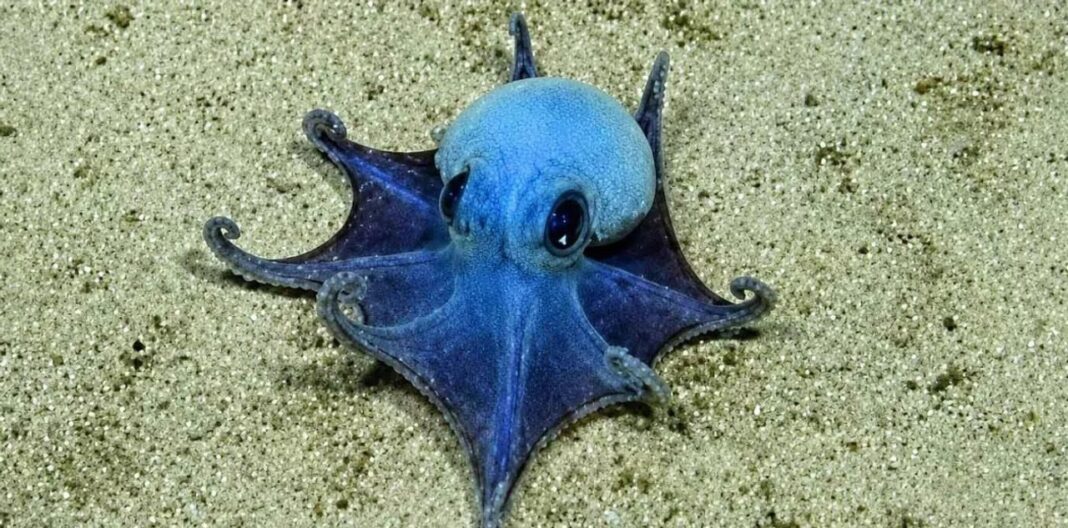 Imagen de un pulpo azul diminuto de la especie Microeledone galapagensis captada por un vehículo submarino operado remotamente