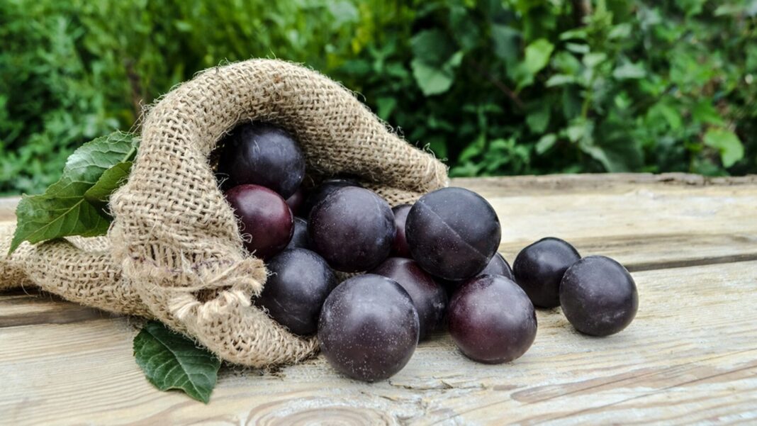 Ciruelas frescas de color rojo y morado sobre una superficie