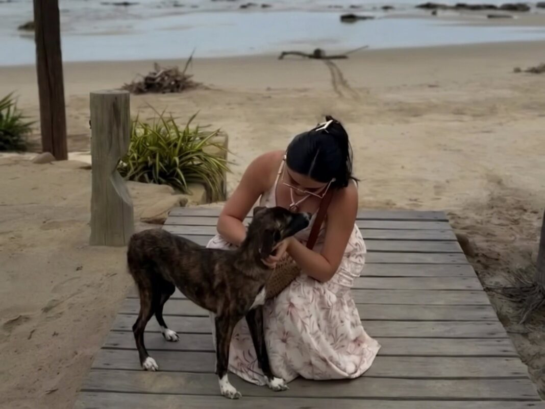 Perra Marea descansando en un hogar en Trujillo, Perú