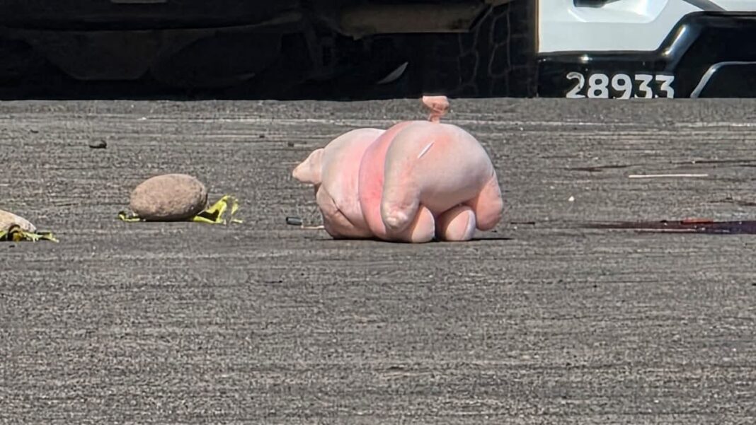 Cerdito de peluche rosa en escena del crimen en Tecate, Baja California