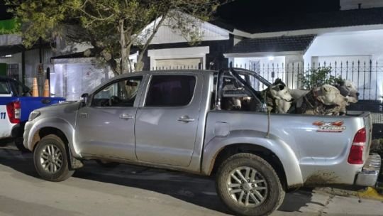 Perros dogo argentino rescatados en operativo de Patrulla Rural de Córdoba