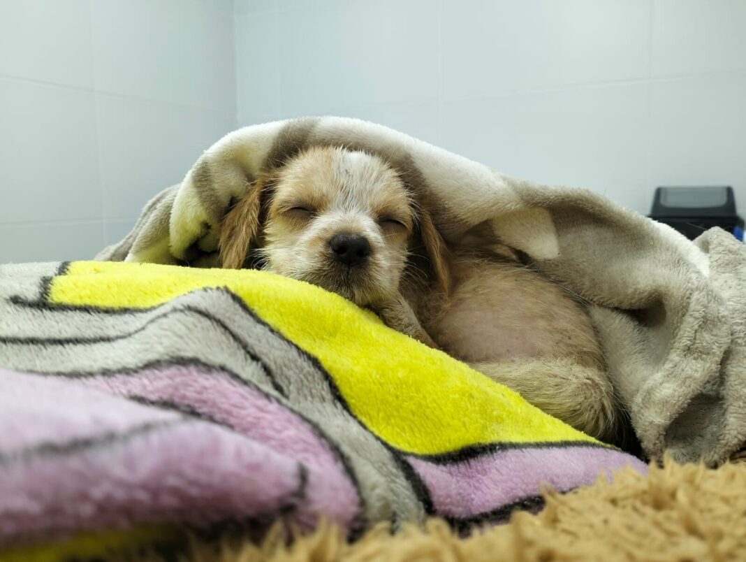 Perrita rescatada por Silvana Delafuente en Núñez