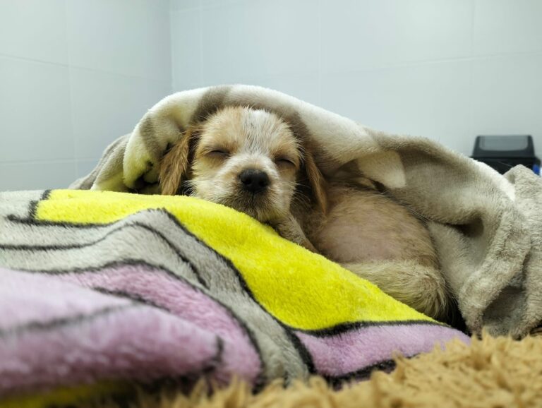 Perrita rescatada por Silvana Delafuente en Núñez