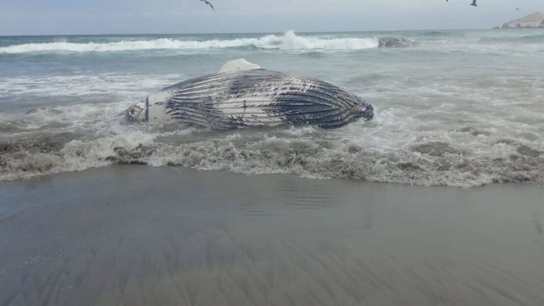 Ballena varada en playa del distrito de Asia, Cañete, Perú
