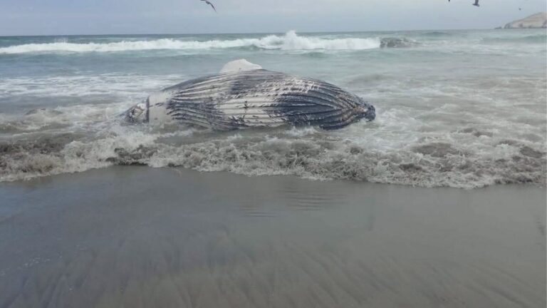 Ballena varada en playa del distrito de Asia, Cañete, Perú