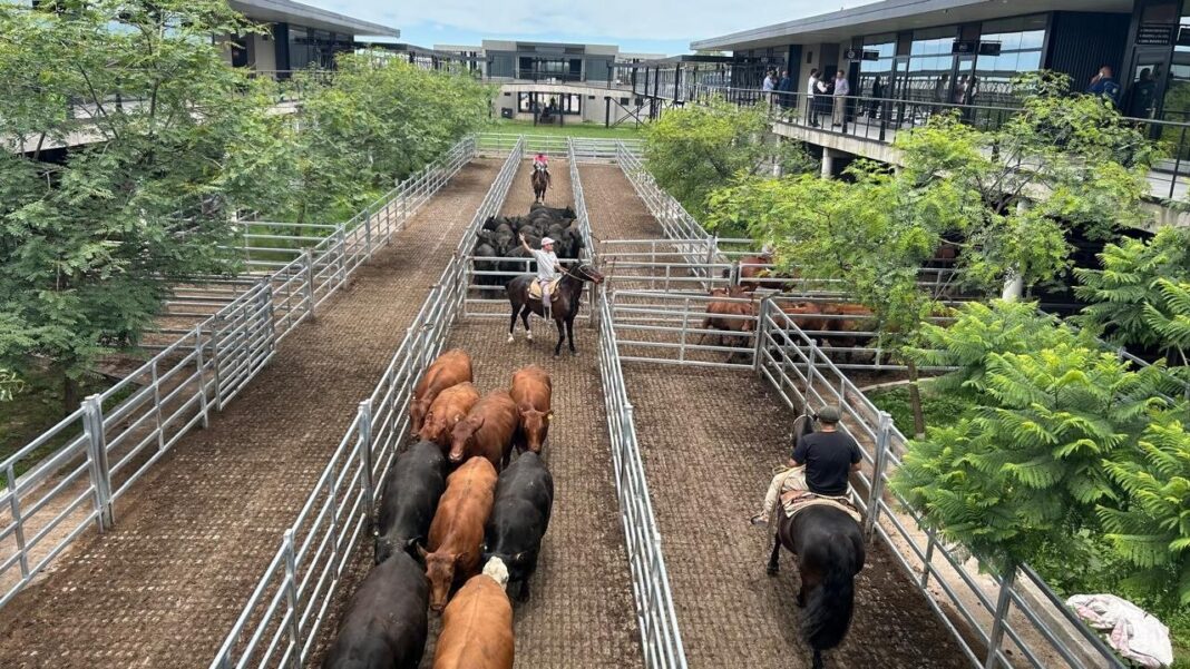 Ganado vacuno en corrales del Mercado Agroganadero de Cañuelas
