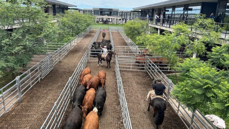 Ganado vacuno en corrales del Mercado Agroganadero de Cañuelas