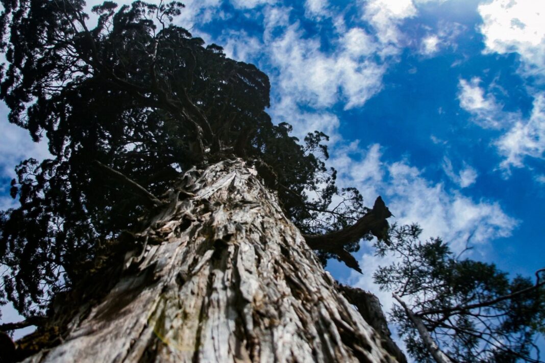 Alerce Abuelo en el Parque Nacional Los Alerces, Chubut, Patagonia argentina