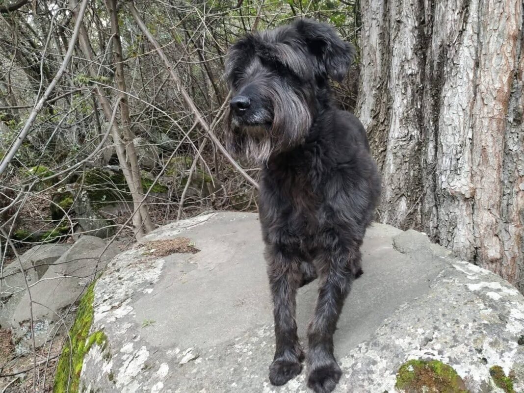 Morena, perra Schnauzer negra, descansando en un futón