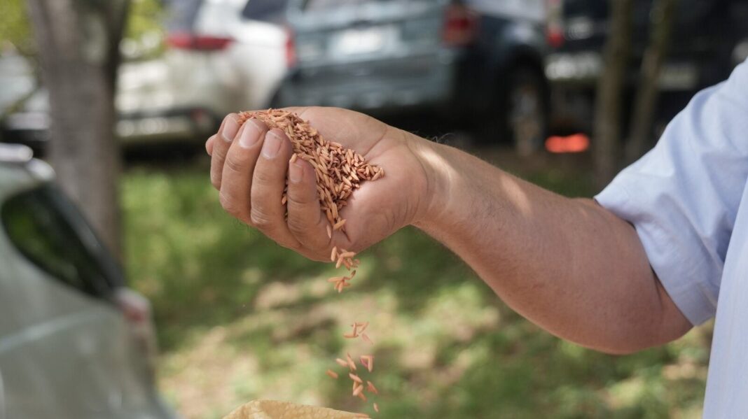 Campo de arroz en Honduras