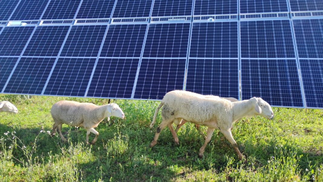 Ovejas pastando entre placas solares en un campo fotovoltaico