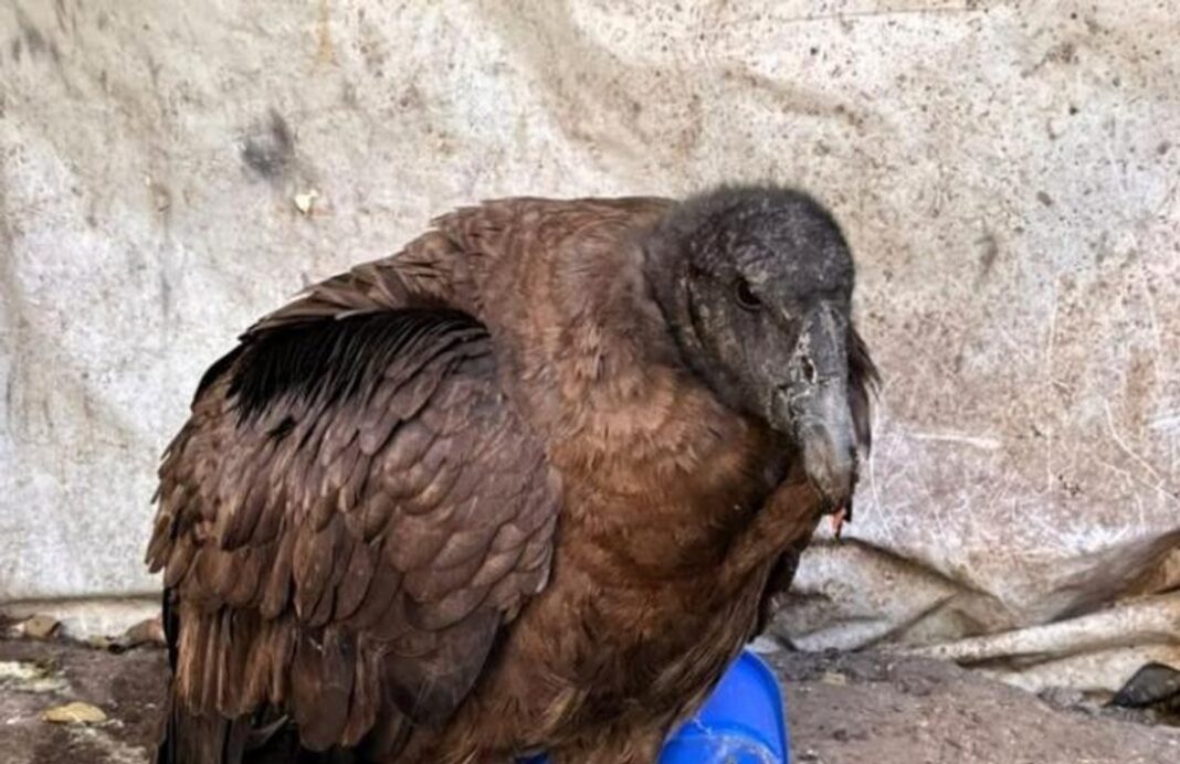 Cóndor andino juvenil rescatado en Chuscha, Tucumán