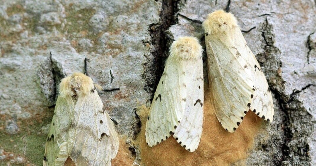 Mosca parásita Compsilura concinnata sobre una hoja