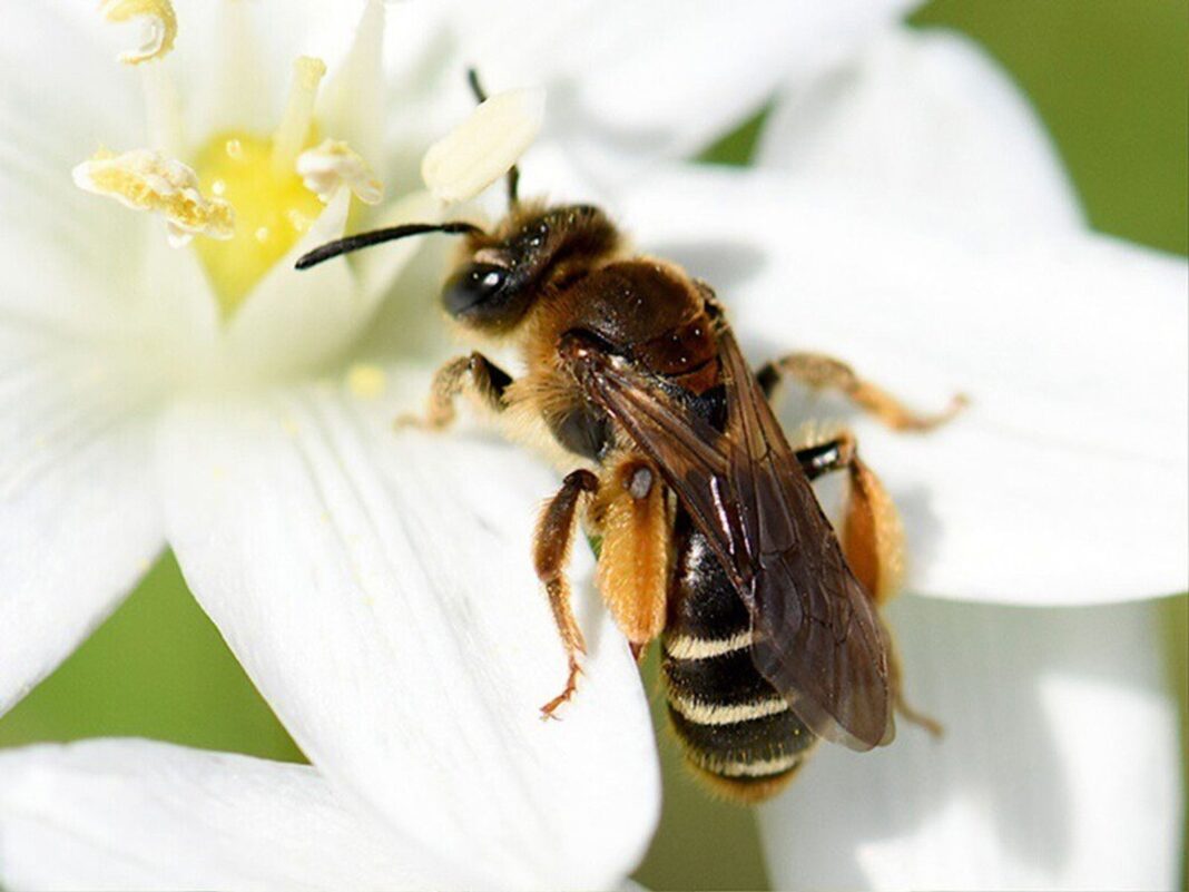 Abeja posada sobre una flor en un jardín