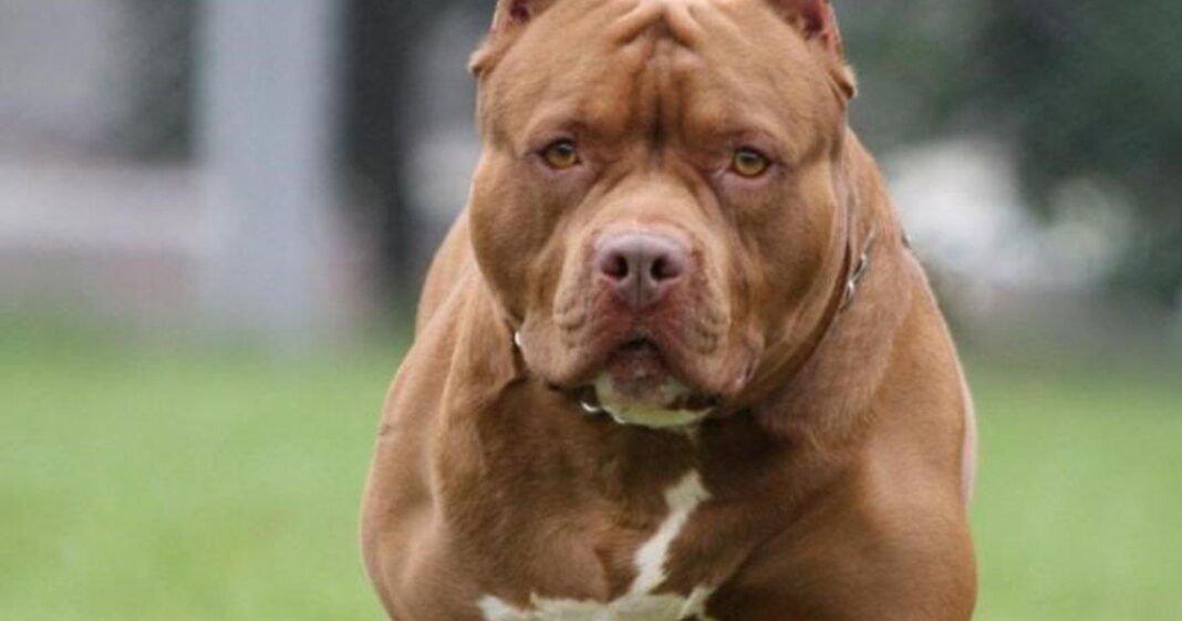 Imagen ilustrativa de un perro de raza pitbull