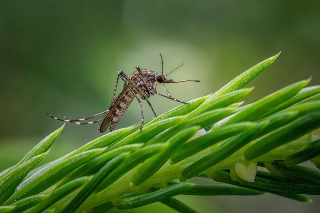 Mosquito Aedes aegypti en primer plano