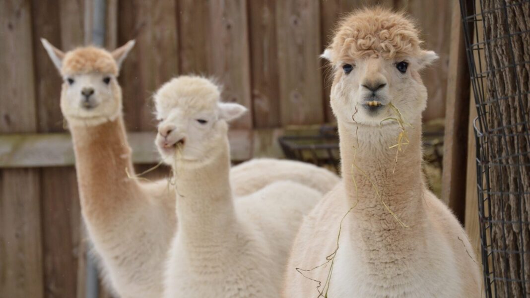 Alpacas en la zona altoandina del Perú