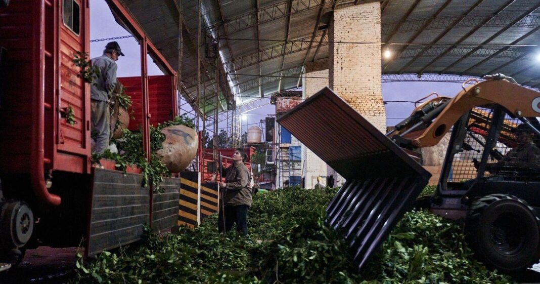 Hojas de yerba mate en un secadero