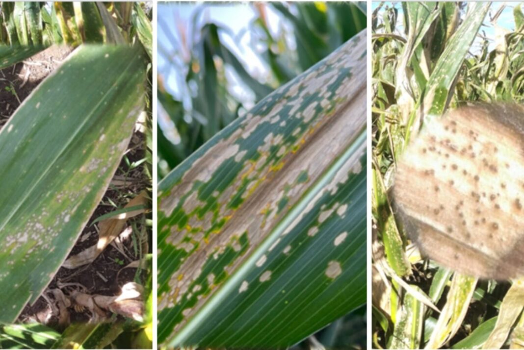 Campo de maíz afectado por enfermedades