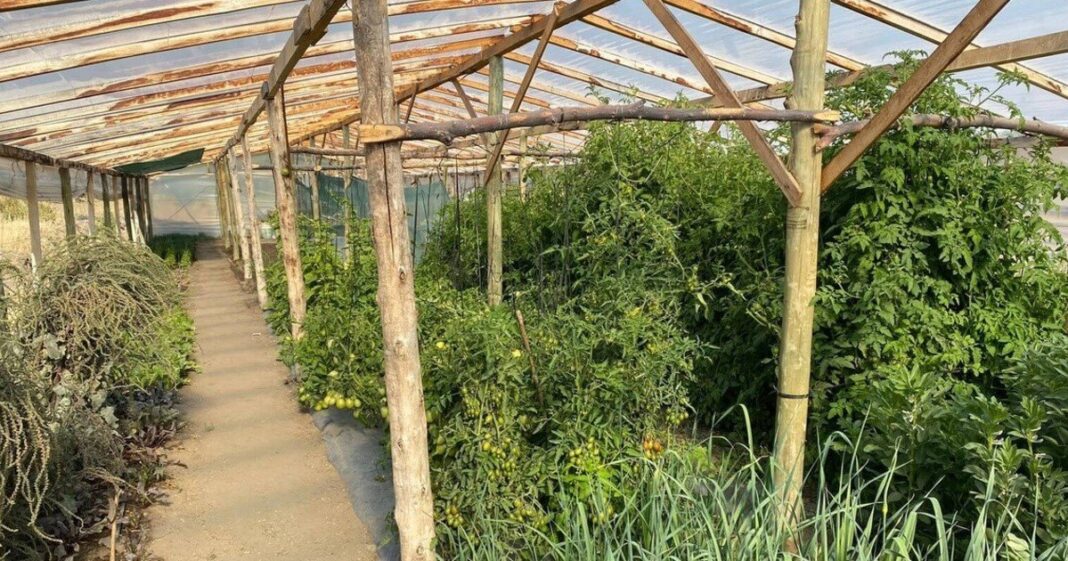 Invernadero hidropónico con mesadas de cultivo en Viedma