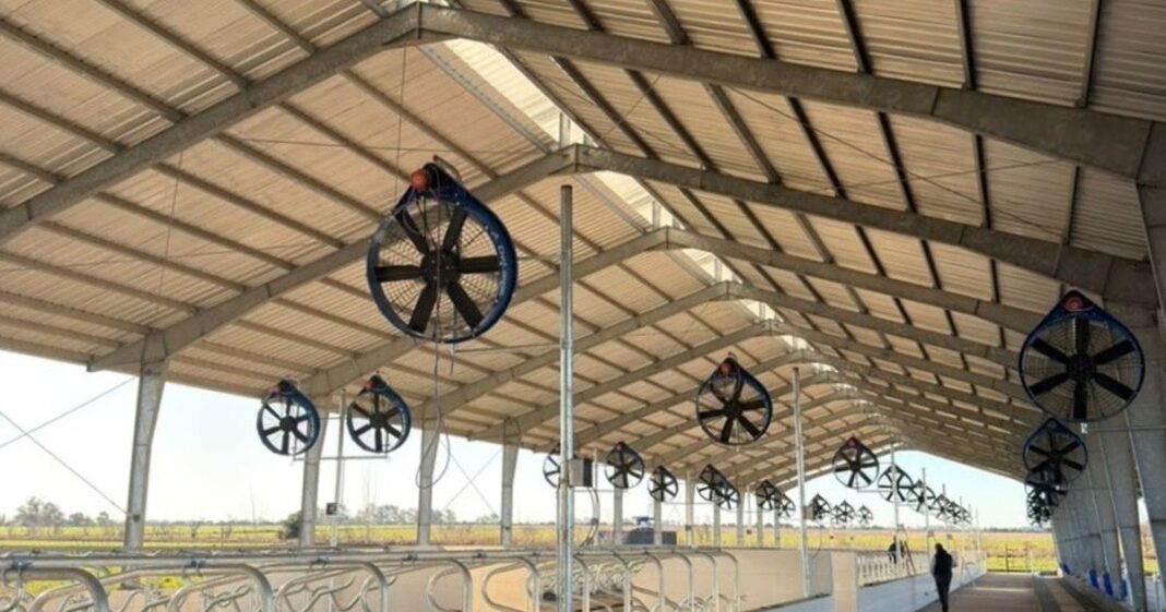 Interior del tambo robotizado Jersey+ con robots de ordeño DeLaval VMS V300 y vacas de raza Jersey en María Juana, Santa Fe